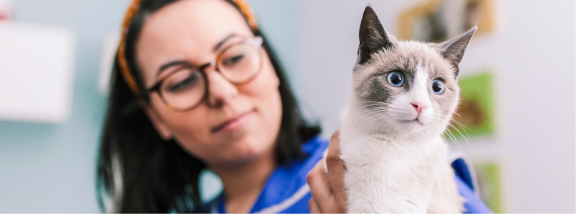 Dentalr Ntgen Bei Katzen Wann Ist Es Sinnvoll Petolo