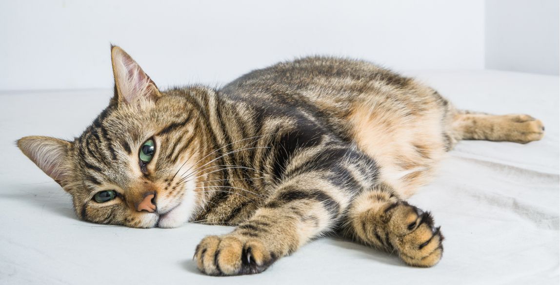 Katze Erbricht Was Tun Ursachen Behandlung Tipps