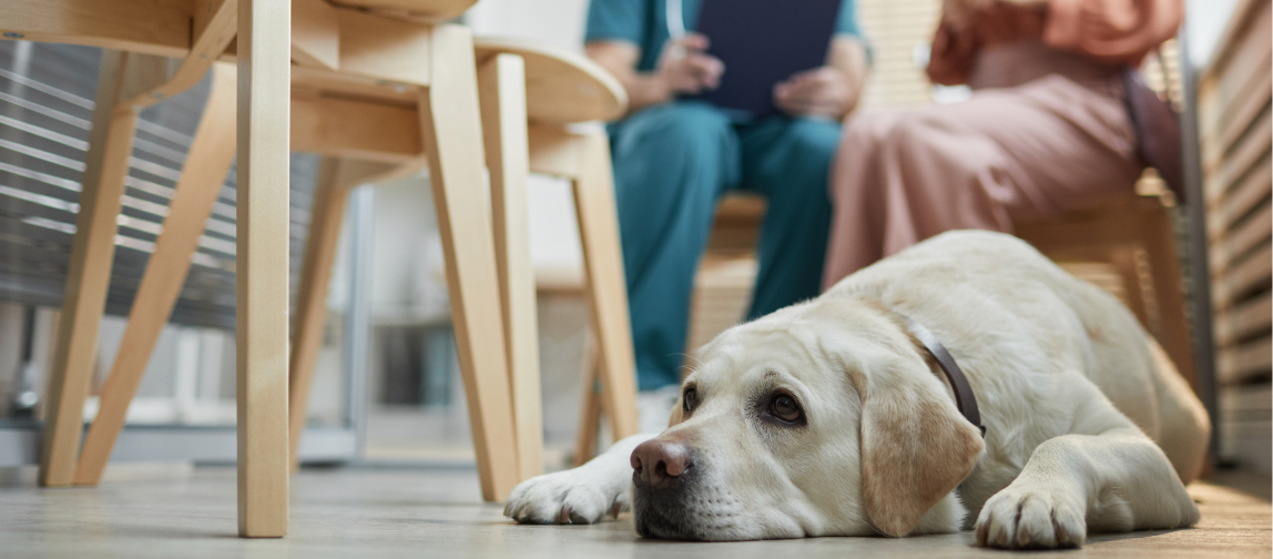 Ein Hund wartet beim Tierarzt im Wartezimmer auf seine Impfung.