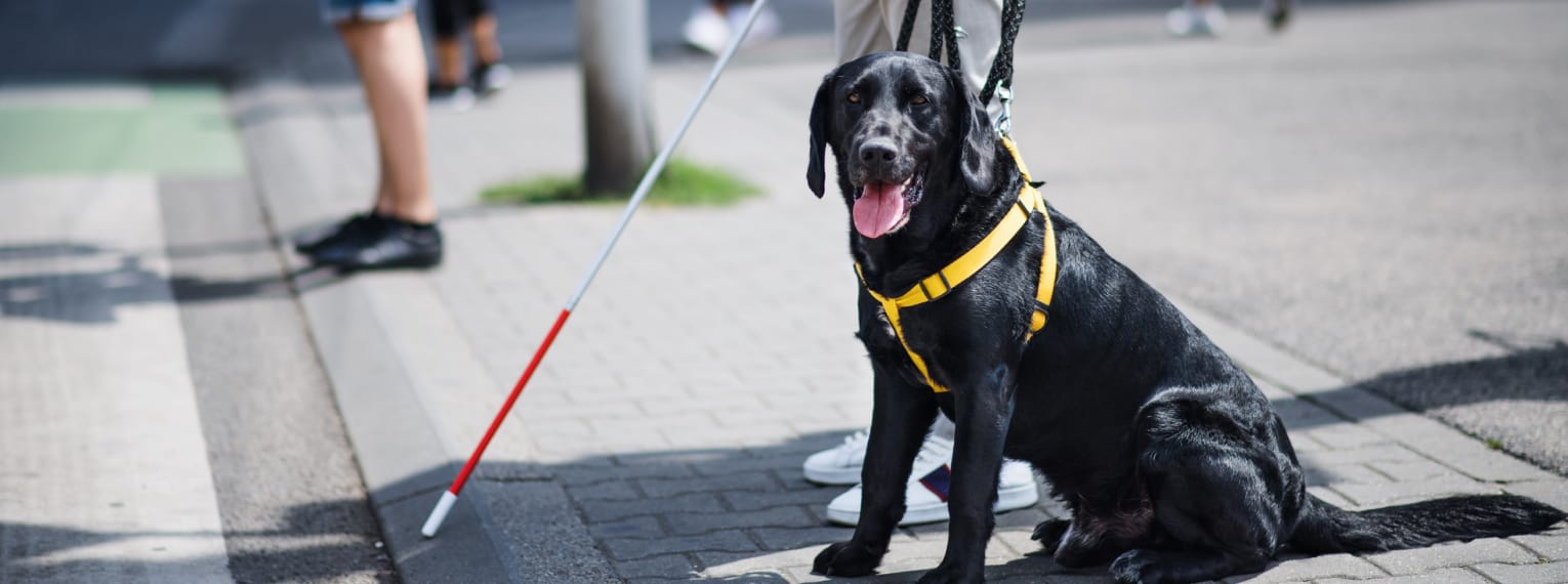 Ein Blindenhund führt sein Herrchen sicher durch den Alltag.