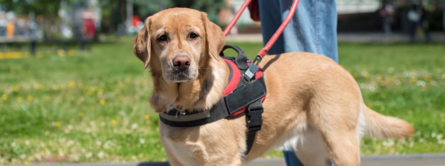 Ein Assistenzhund mit seinem Geschirr wartet bis der Weg frei ist.