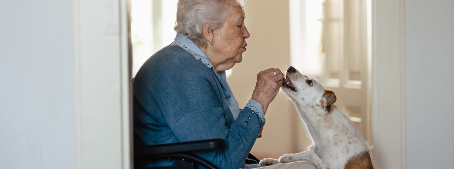 Ein Therapie hat Freude im Seniorenheim und bekommt ein Leckerli von einer Frau.