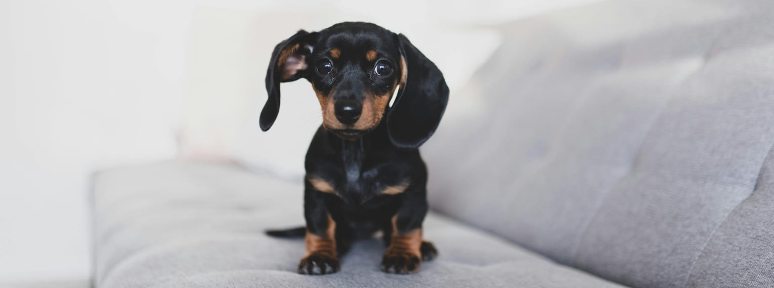 Ein Hund sitzt auf einem Sofa.