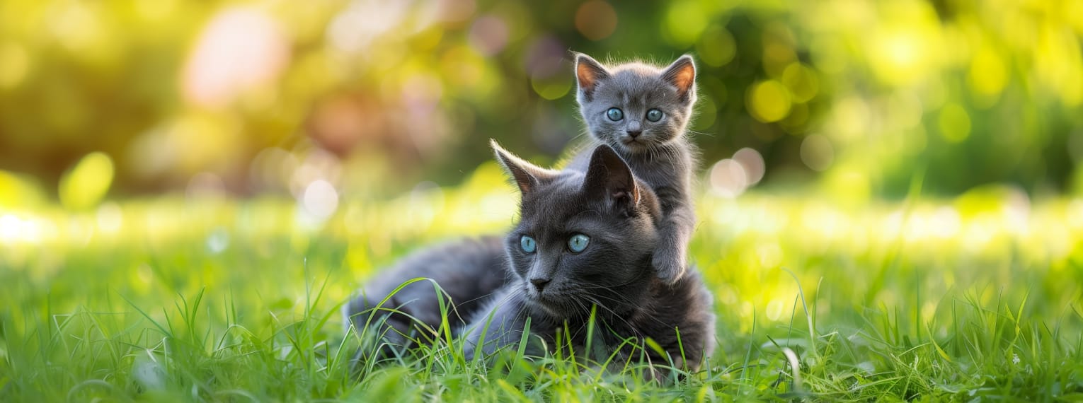 Eine Katze liegt im Gras mit ihrem Jungen.
