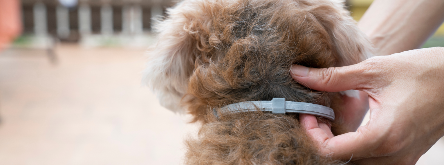 Eine Besitzerin greift ihren Hund am Halsband.