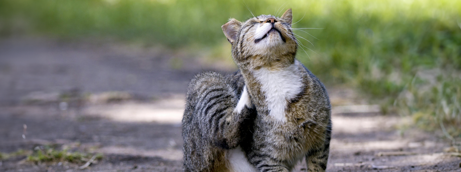 Eine Katze krazt sich hinter den Ohren.