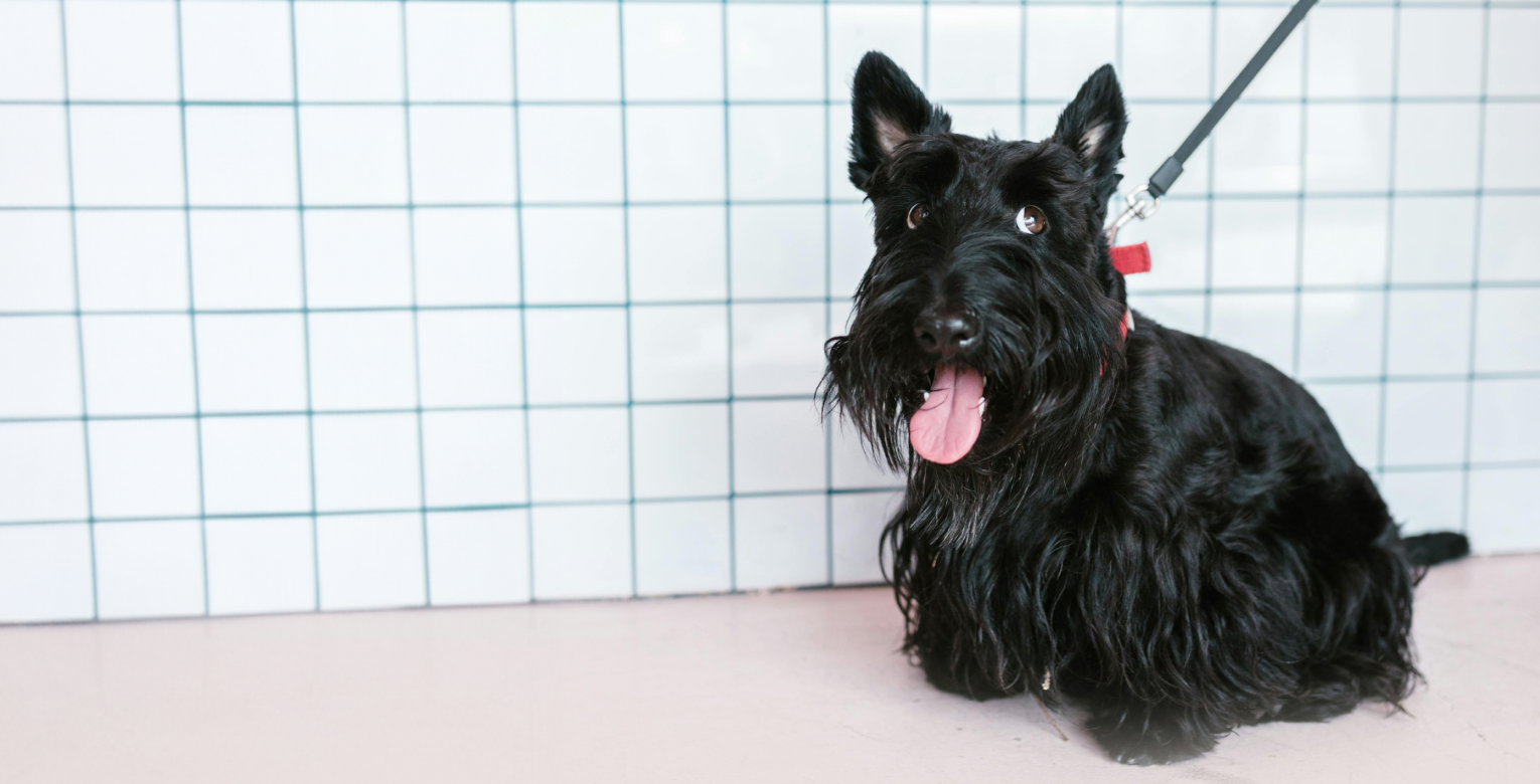 Ein Hund sitzt angeleint vor einer Wand.