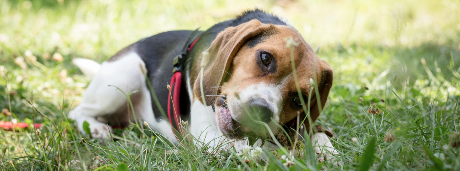 Ein Hund liegt im Gras.