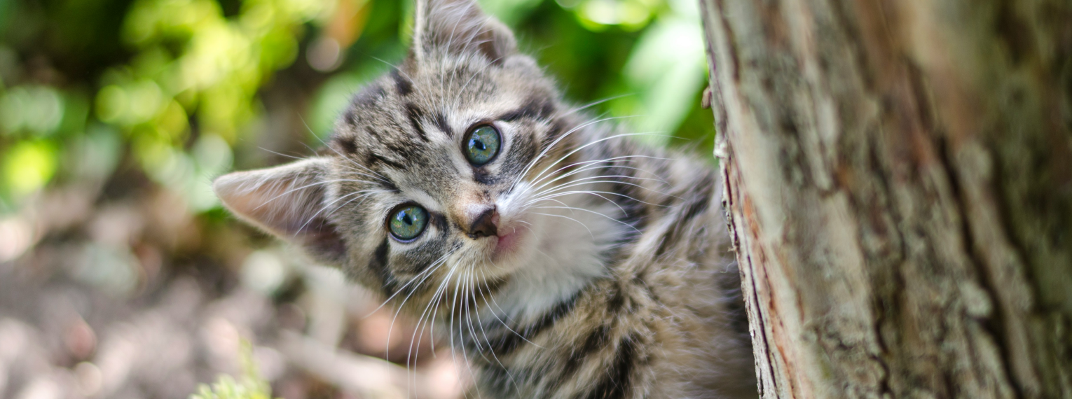 Eine Katze spielt in einem Baum.