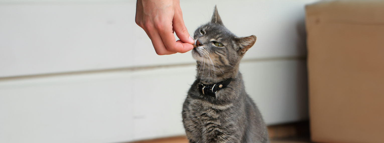 Eine Katze bekommt ein Leckerli.