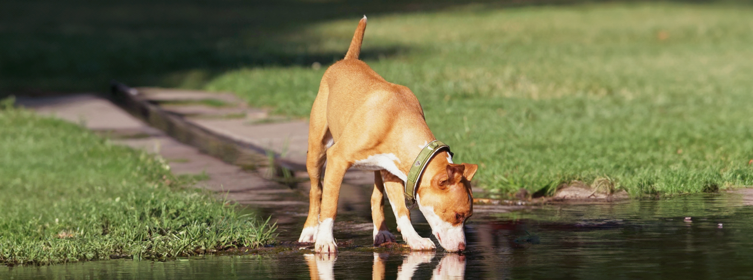 Ein Hund trinkt aus einer Pfütze.