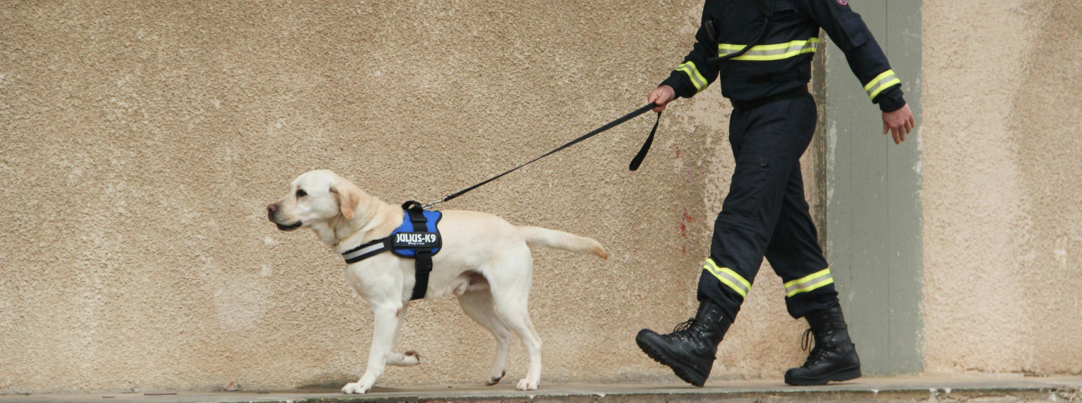 Ein Rettungshund im Einsatz.