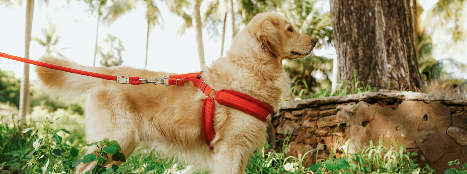 Ein Golden Retriever wird an der Leine geführt.