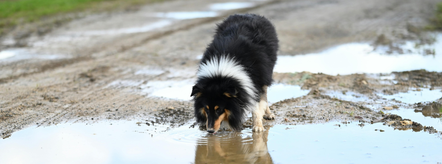 Ein Hund trinkt aus einer Pfütze.