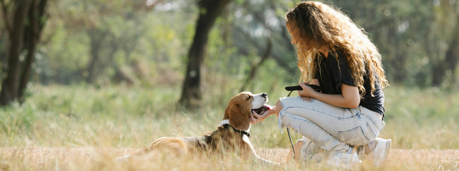 Besitzerin streichelt ihren Beagle.