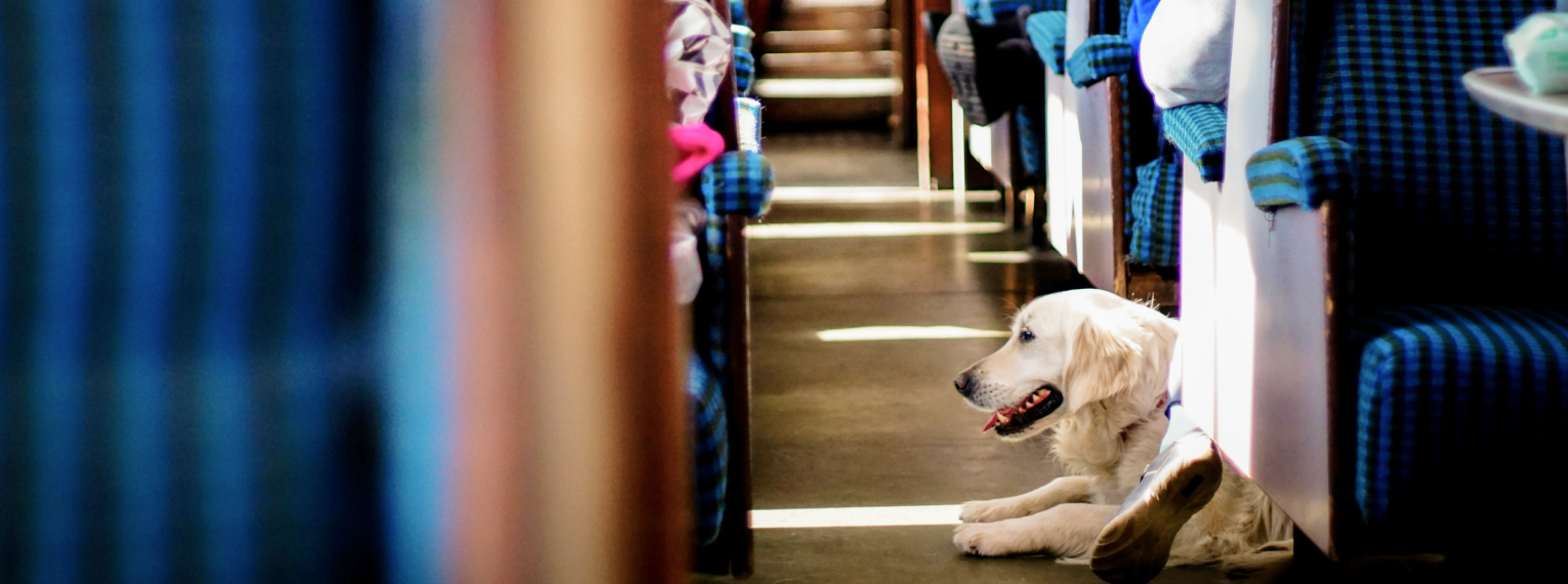 Ein Hund fährt Bahn.