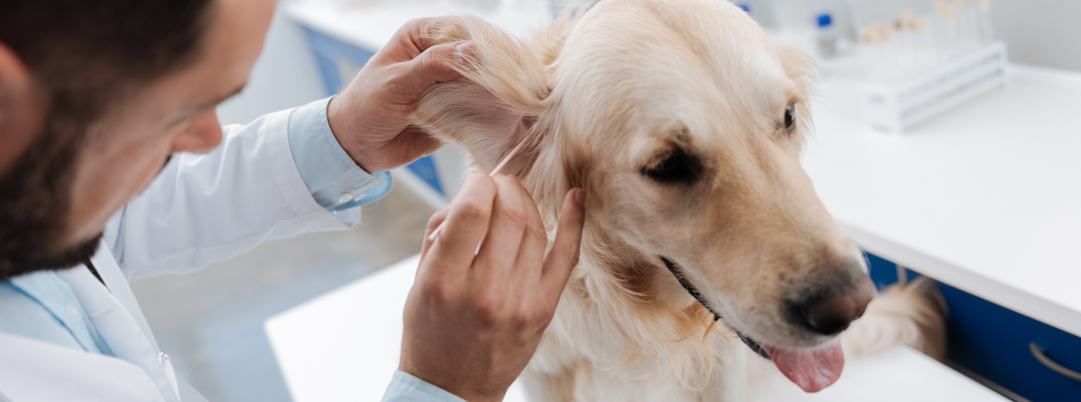 Ein Tierarzt nimmt einen Ohrabstrich bei einem Hund.