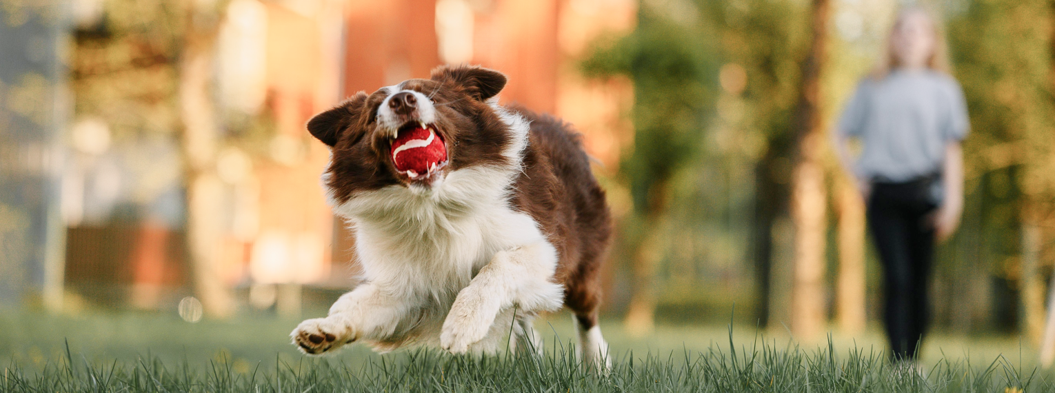 Hund draußen beim Spielen