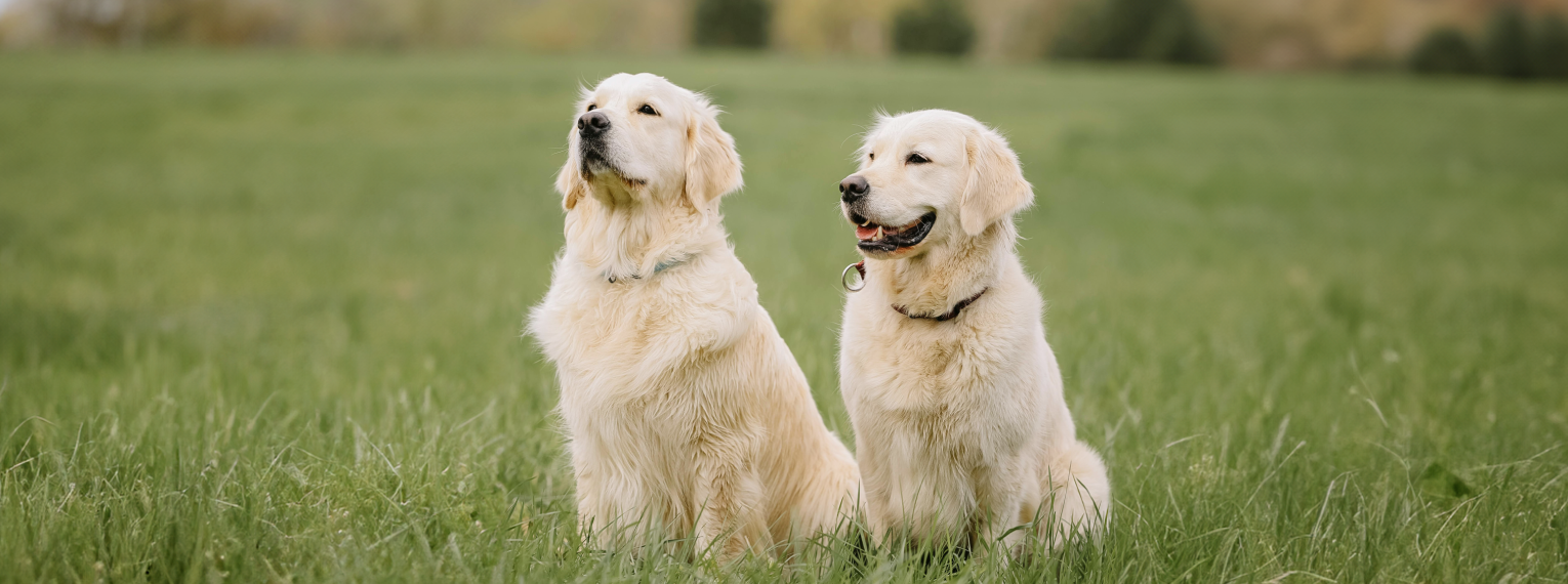 2 Hunde sitzen auf einer Wiese.