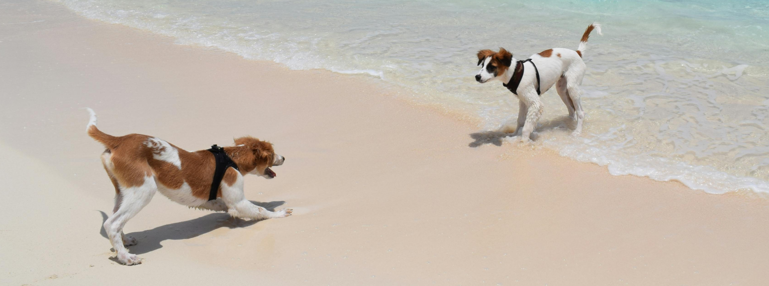 2 Hunde spielen miteinander am Strand.