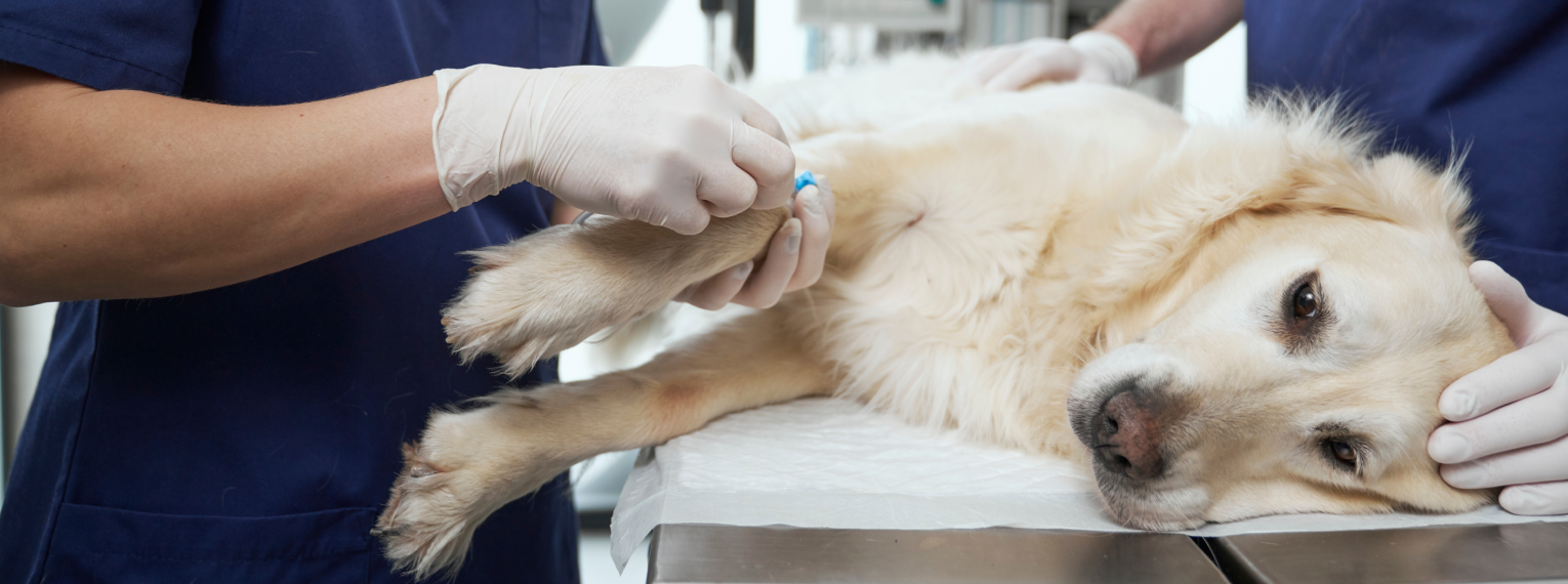 Ein Hund bekommt eine Infusion.