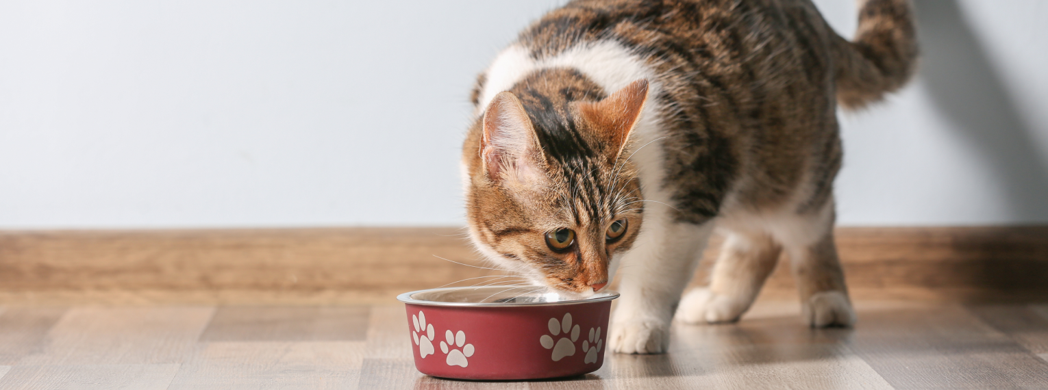 Eine Katze frisst aus ihrem Napf.