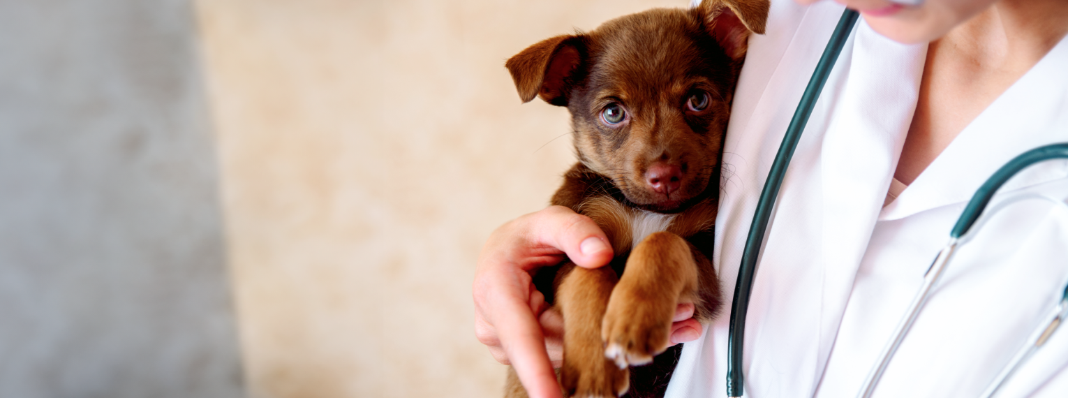 Hund beim Tierarzt