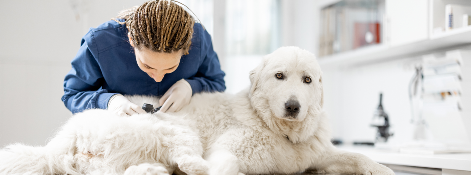 Hund beim Tierarzt