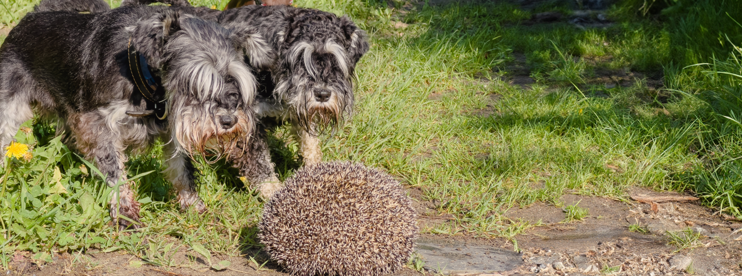 Hunde beschnuppern Igel