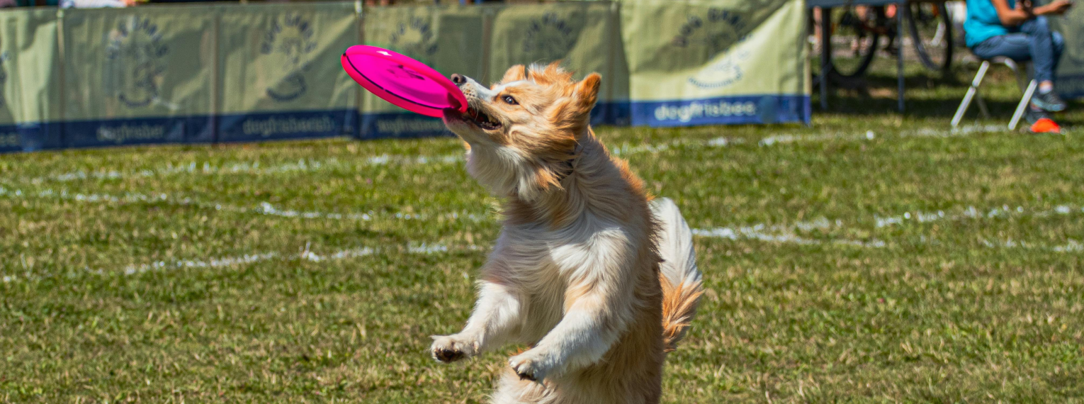 Ein Hund spielt Frisbee auf einer Wiese.