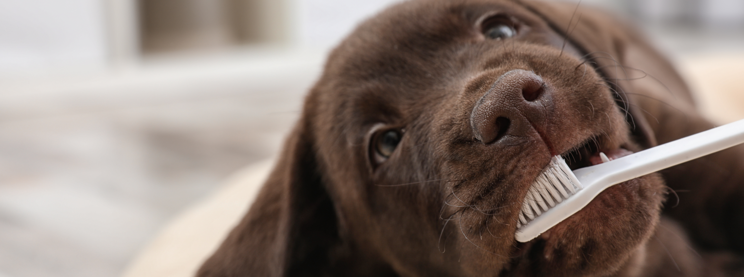 Ein Labradorwelpe beißt auf einer Zahnbürste herum.