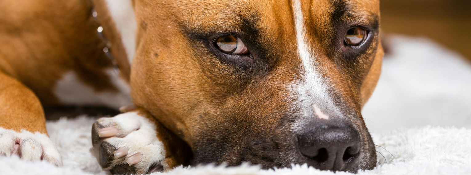 Ein Hund liegt krank auf seiner Decke.