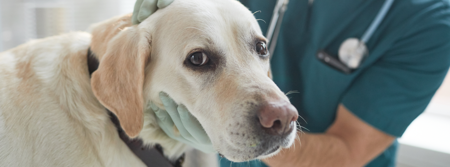 Ein Tierarzt untersucht einen Labrador.