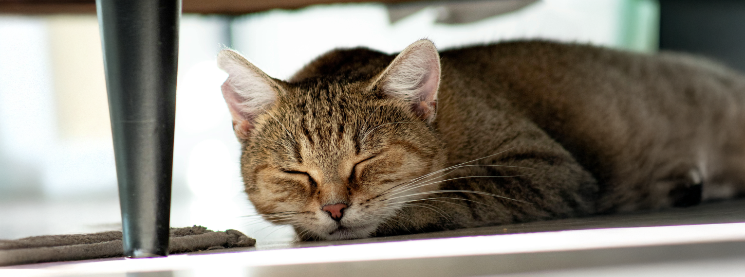 Eine Katze schläft.