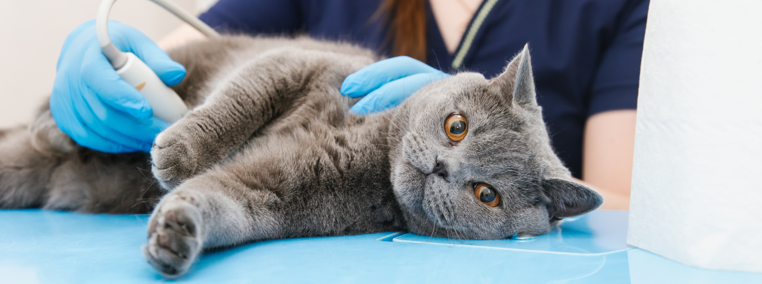 Eine Katze bekommt einen Bauchulltraschall.