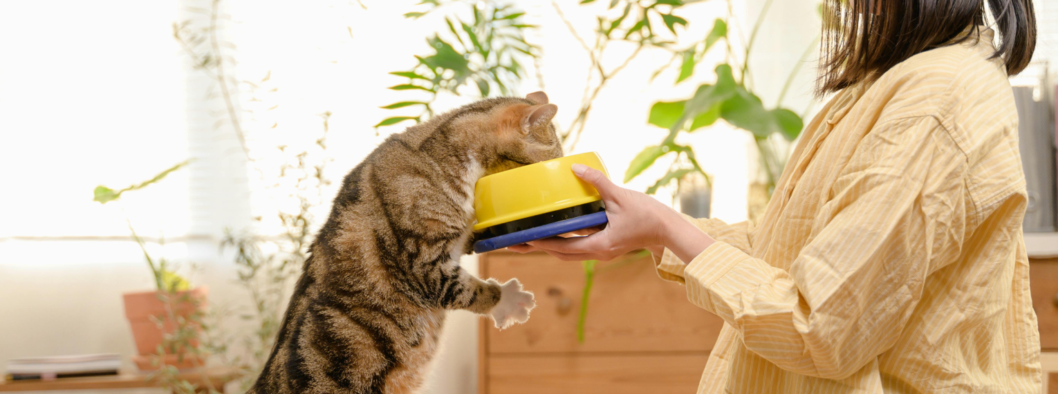 Eine Katze frisst aus ihrem Napf.