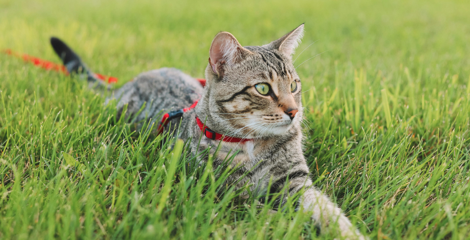 Eine Katze spielt im Gras.