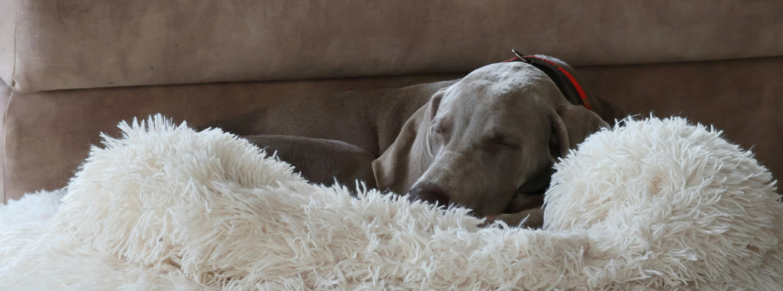 Ein Hund schläft in seiner Kuscheldecke auf dem Sofa.