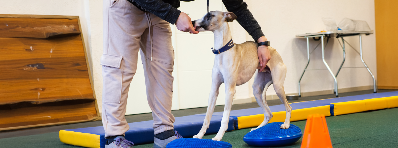 Ein Hund ist bei der Physiotherapie und wird behandelt.