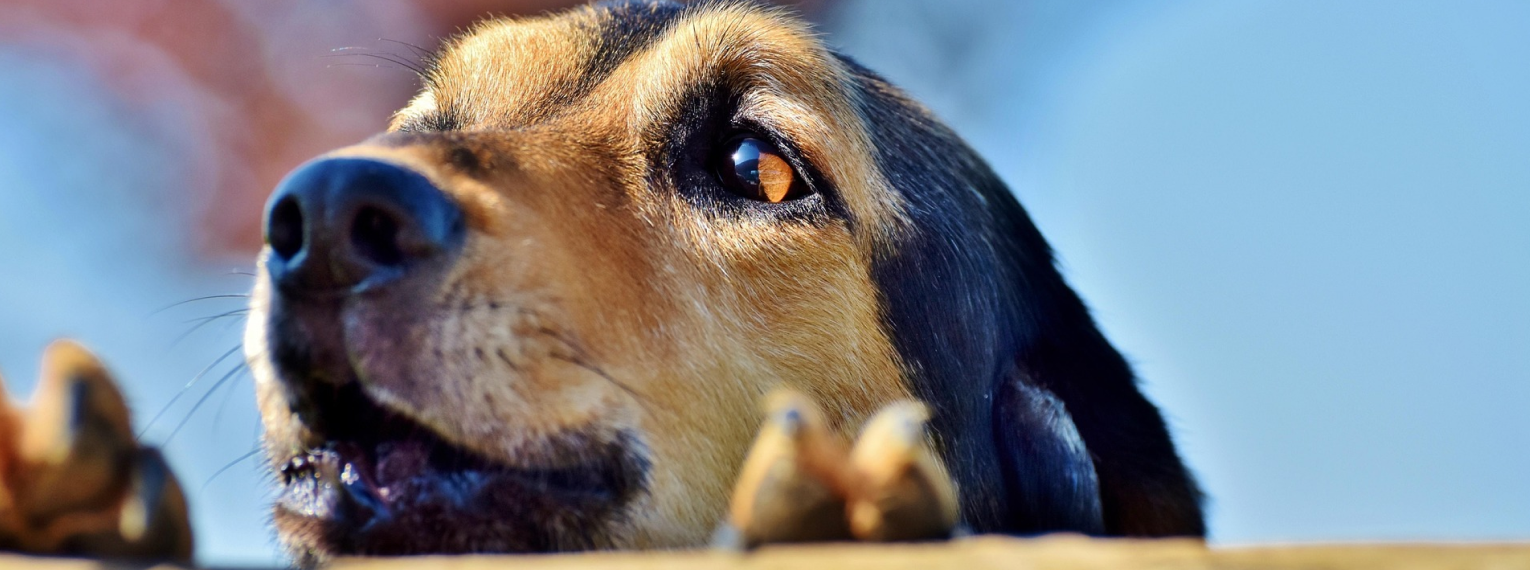 Ein Hund steht am Zaun.