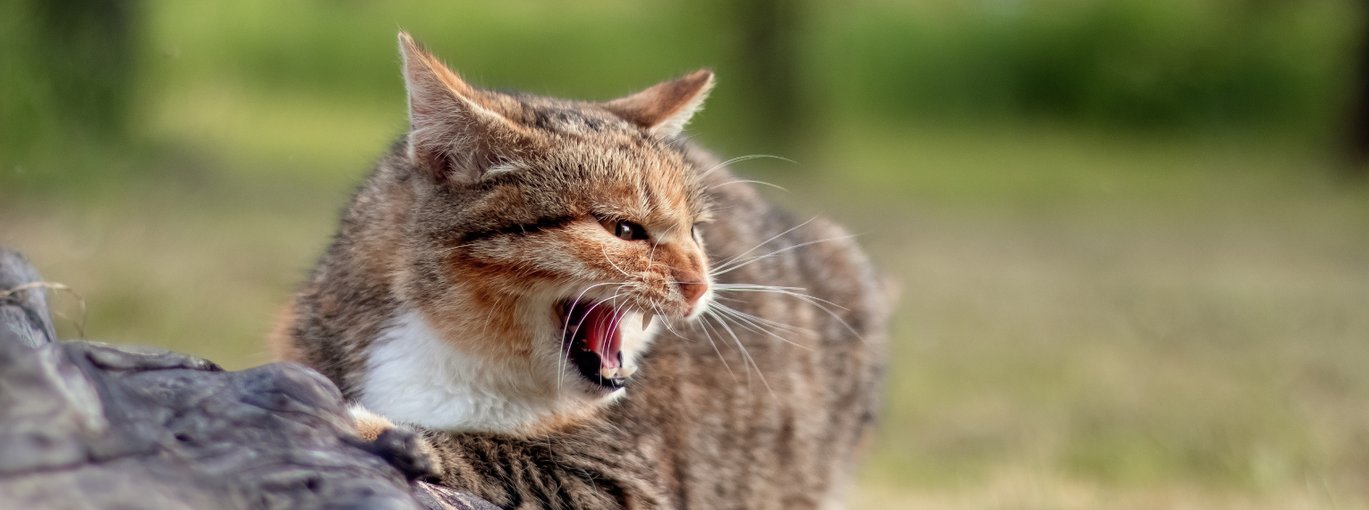 Eine Katze faucht.