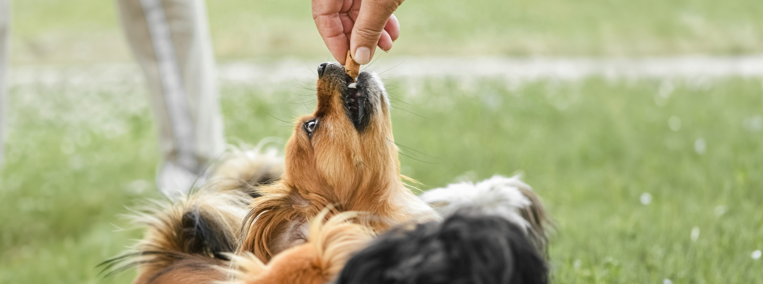 Ein Hund ist auf einer Wiese und bekommt ein Leckerli.