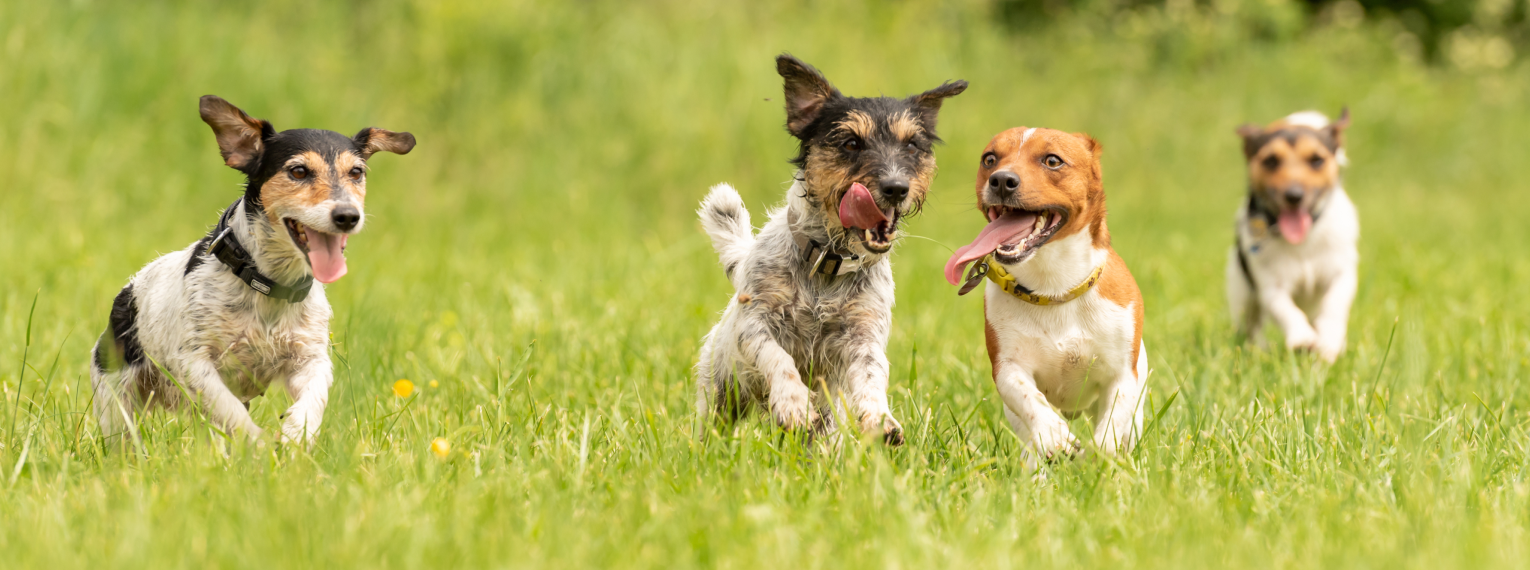 Mehrere Hunde rennen über eine Wiese.