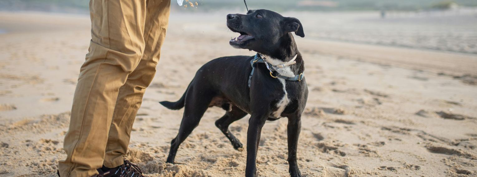 Ein Hund spaziert mit seinem Herrchen an einem Strand.