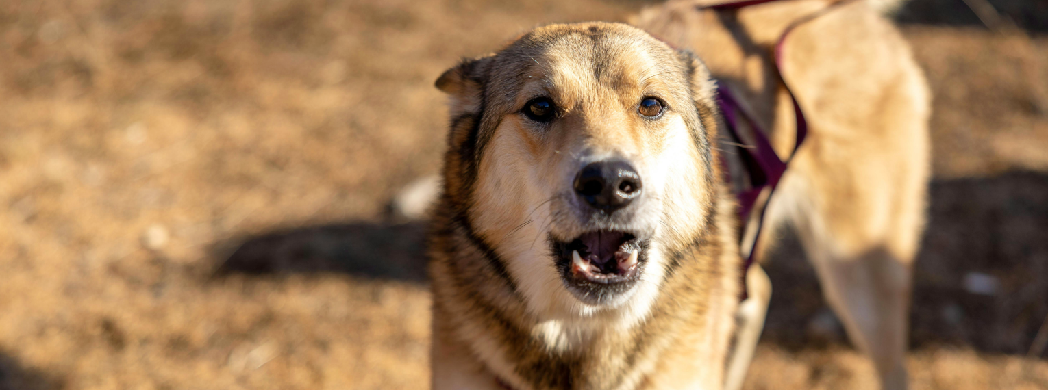 Ein bellender Hund steht im Freien.