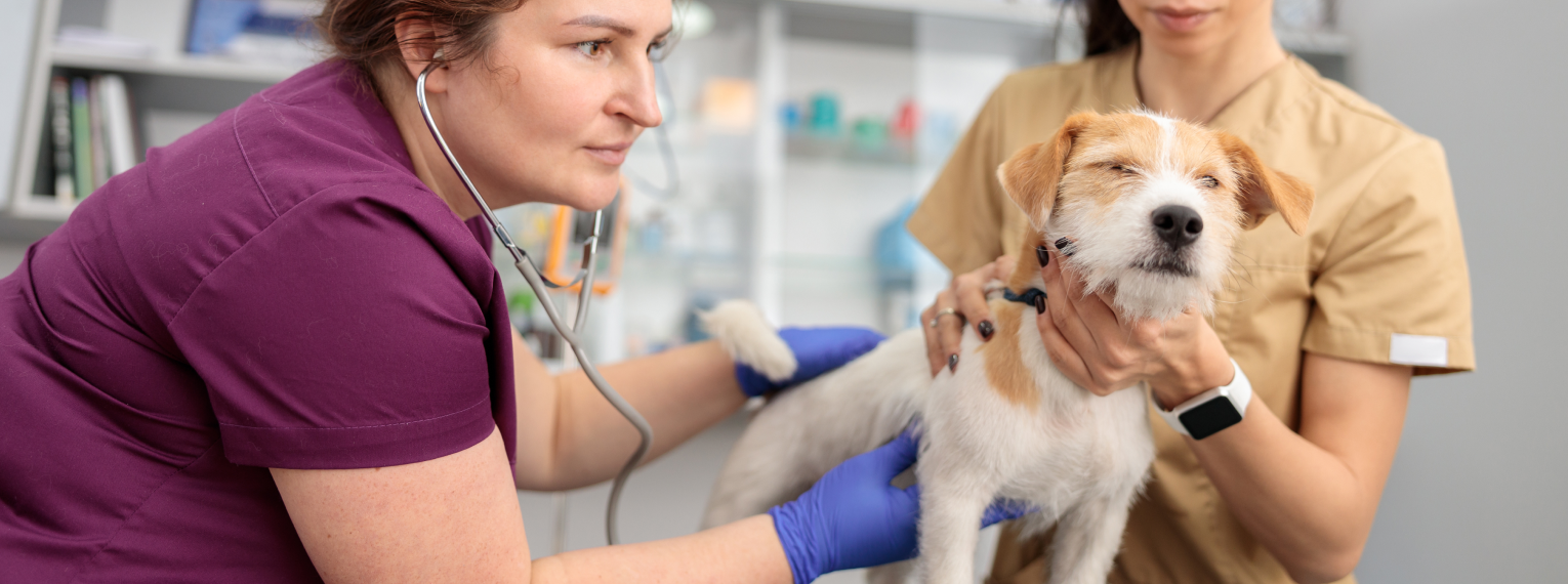 Ein Hund wird von einer Tierärztin untersucht.