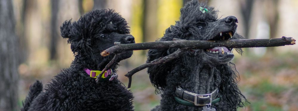 Hundeversicherungen: Hund Richtig Versichern