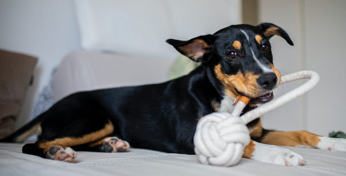 Hundeversicherungen: Hund Richtig Versichern