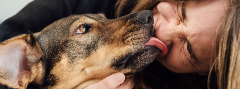 Ist Eine Hundekrankenversicherung Sinnvoll? | Petolo