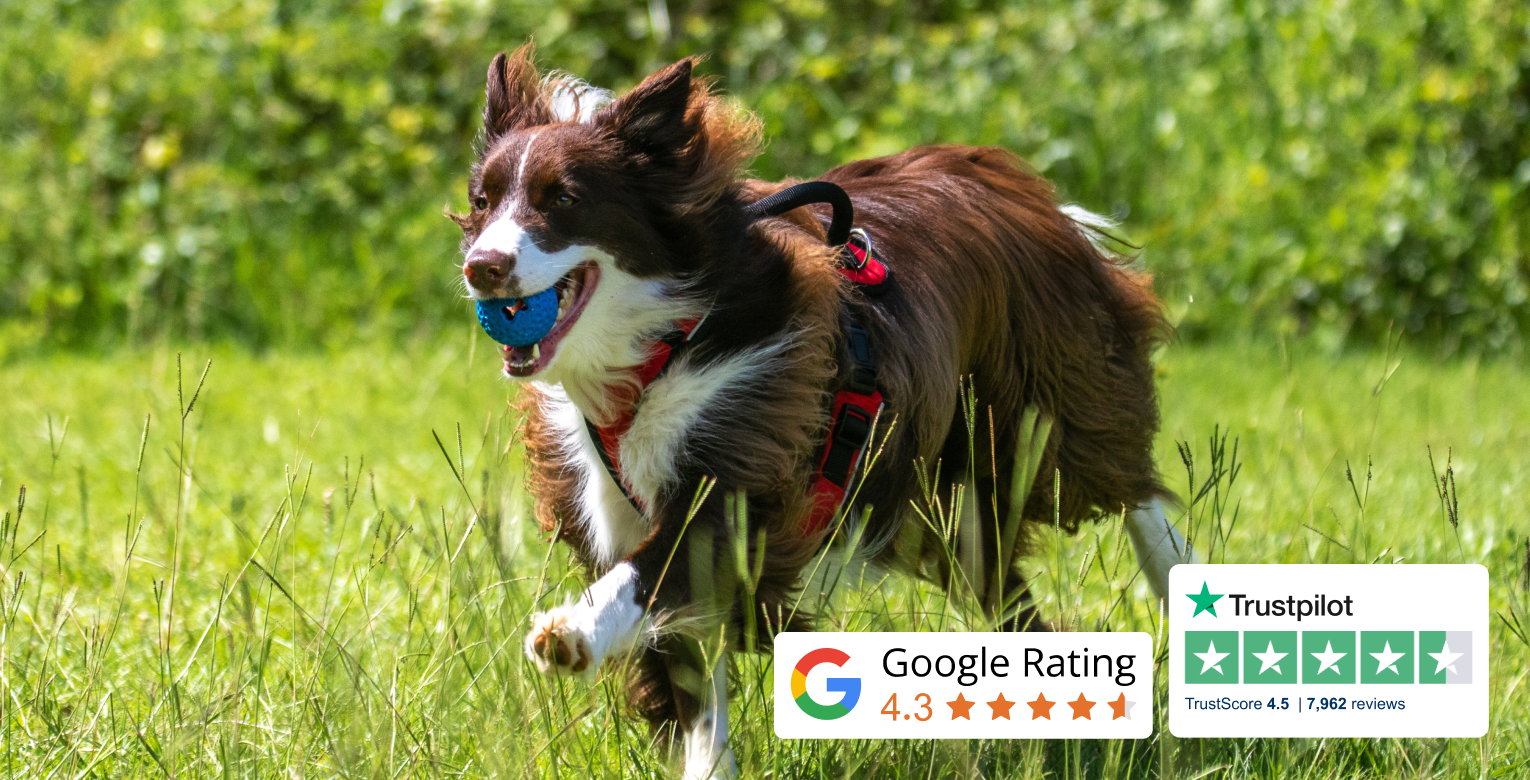 Ein Hund läuft spielend über eine Wiese. Außerdem sind Icons für Google Ratings und Trustpilot Reviews abgebildet.